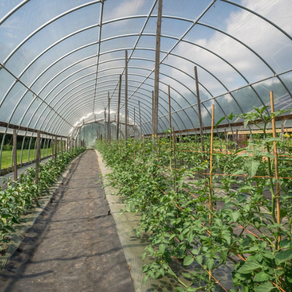 VBS – 4 Year UV TUBE 6 mil Clear Greenhouse Plastic Sheeting – For Double Layers