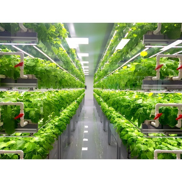 Vapor Barrier Supply – Hydroponics 6 mil Black Plastic Sheeting