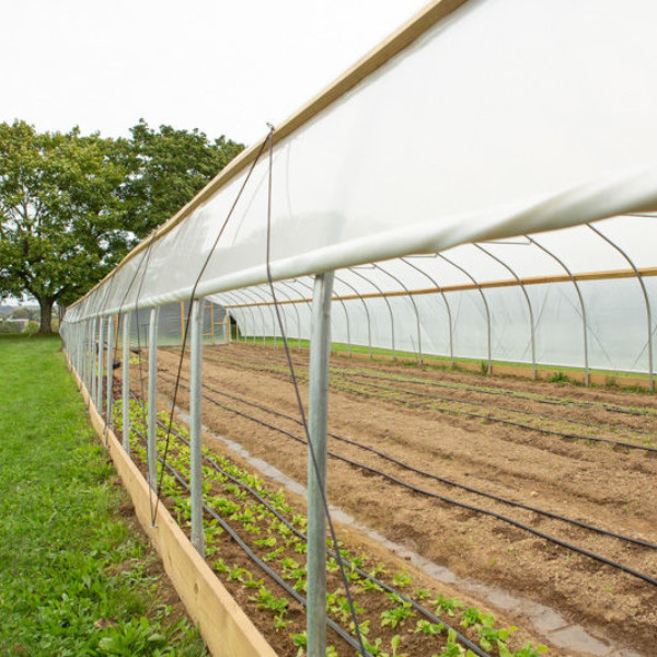 4 Year UV TUBE 6 mil Clear Greenhouse Plastic Sheeting – For Double Layers