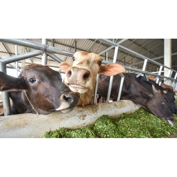 Engineered Ultra-Strength Silage Tarp 8 mil Black/White Plastic Sheeting