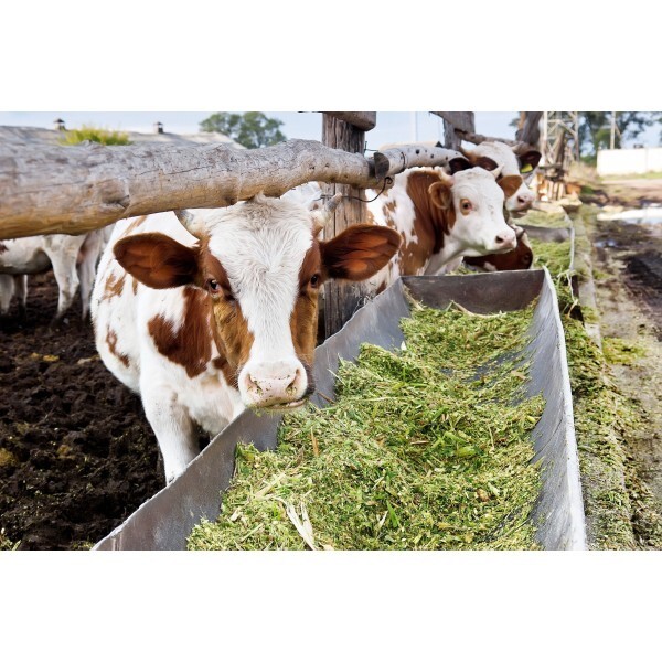 Engineered Ultra-Strength Silage Tarp 8 mil Black/White Plastic Sheeting